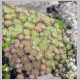 Sempervivum montanum